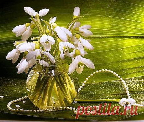 подснежников букет