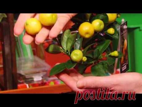 Выращиваем цитрусовые дома