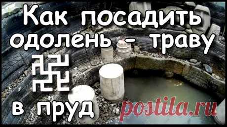 Не надо пугаться сложностей с выращиванием Одолень травы. На самом деле все не так жутко, как расписывают разные гуру и сенсеи. Это как посадить картошку в мае.
Всем Спасибо. #дачныйпартизан