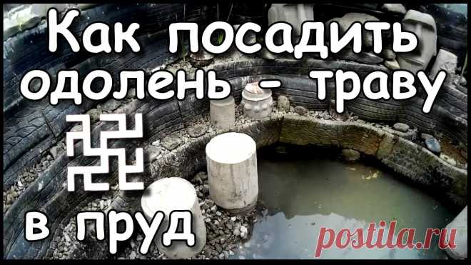 Не надо пугаться сложностей с выращиванием Одолень травы. На самом деле все не так жутко, как расписывают разные гуру и сенсеи. Это как посадить картошку в мае.
Всем Спасибо. #дачныйпартизан