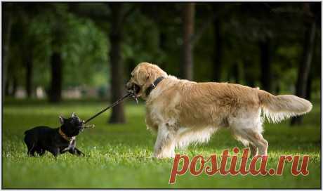 35PHOTO - Aleetet - Перетягивание каната