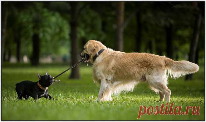 35PHOTO - Aleetet - Перетягивание каната