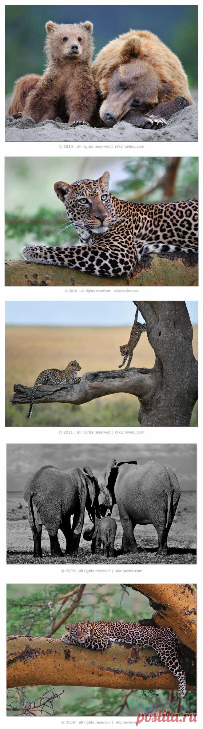 ФотоТелеграф » Живая природа в объективе Николая Зиновьева