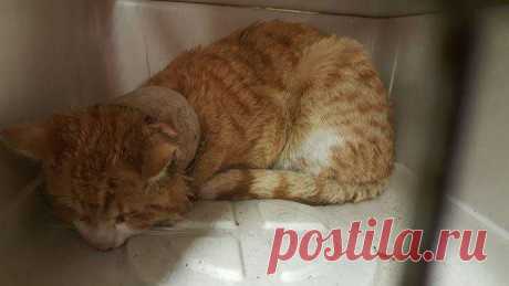 Кот с рулоном от скотча на шее… Что может быть печальнее? К счастью, жизнь Валентина сейчас совсем другая