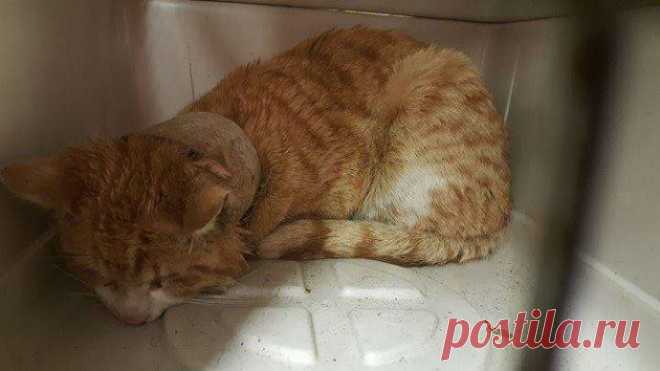 Кот с рулоном от скотча на шее… Что может быть печальнее? К счастью, жизнь Валентина сейчас совсем другая