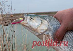 Рыбалка видео: Ловля жереха осенью