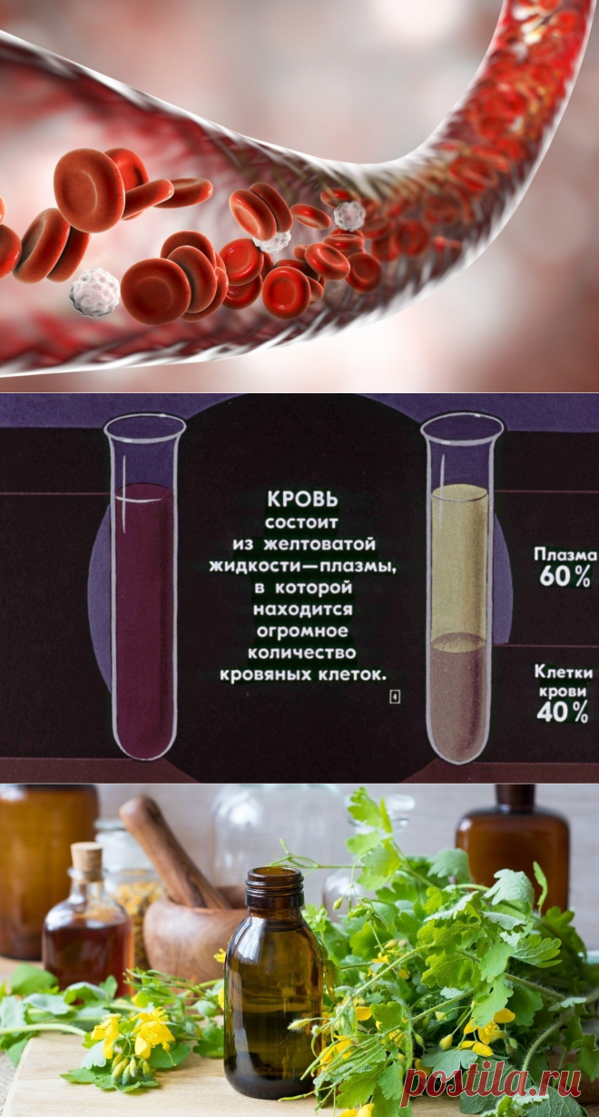 Реки нашего организма: кровь и лимфа. Боремся за их чистоту по советам тибетских монахов