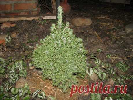 Общие рекомендации по выбору саженца и посадке хвойных | Самоцветик