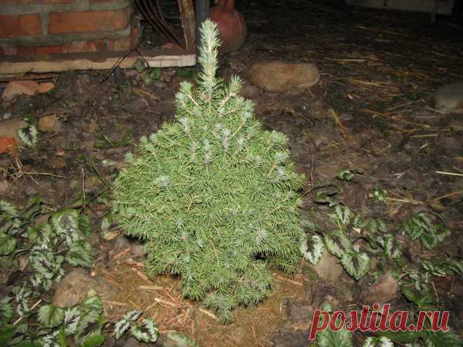 Общие рекомендации по выбору саженца и посадке хвойных | Самоцветик