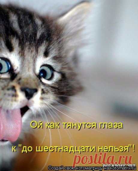 Котоматрица ноябрьская! | 5минутка