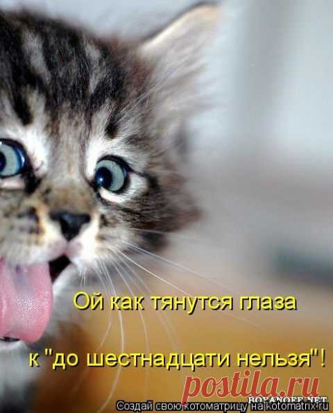 Котоматрица ноябрьская! | 5минутка