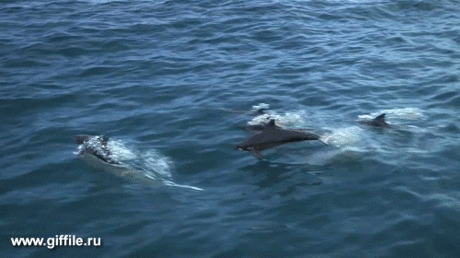 giffile.ru_gif_animals_689_thumb_500.gif (Изображение GIF, 500 × 280 пикселов)