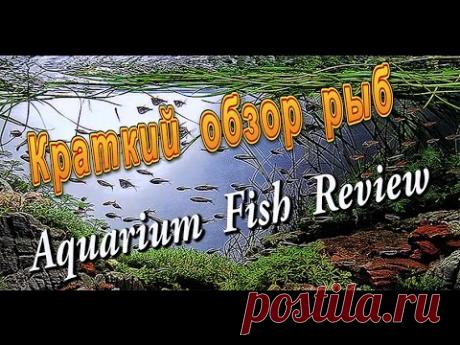 Краткий обзор рыб /Aquarium Fish review HD - YouTube