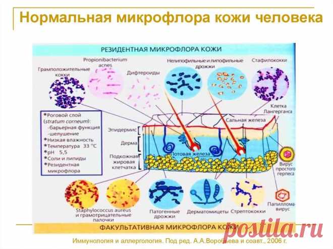 Правильные продукты для здоровья кожи
Здравствуйте, дорогие читатели! Здоровье и красота кожи начинается изнутри. Кожа-это кишечный эпителий наизнанку. Все, что происходит в кишечнике, отражается на коже. На коже, так же как и в кишечнике, обитают тысячи различных видов бактерий. Именно они отвечают за внешний вид нашей кожи и ее защиту. Антибактериальное мыло и антисептики-это главные враги нашей кожи, ведь вместе […]
Читай дальше на сайте. Жми подробнее ➡