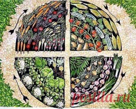 CЕВООБОРОТ. ЧЕРЕДОВАНИЕ ОВОЩЕЙ НА ГРЯДКАХ