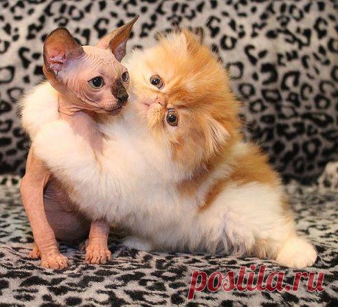 Дай согрею, лысый!!!