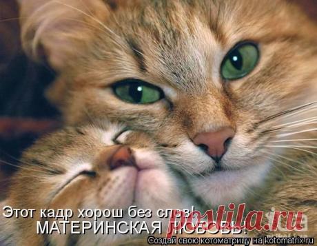 Котоматрица: Лучшие за всё время
