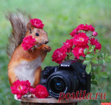 Фото: Праздничное настроение.. Наташа С. Фото животных. Фотосайт Расфокус.ру