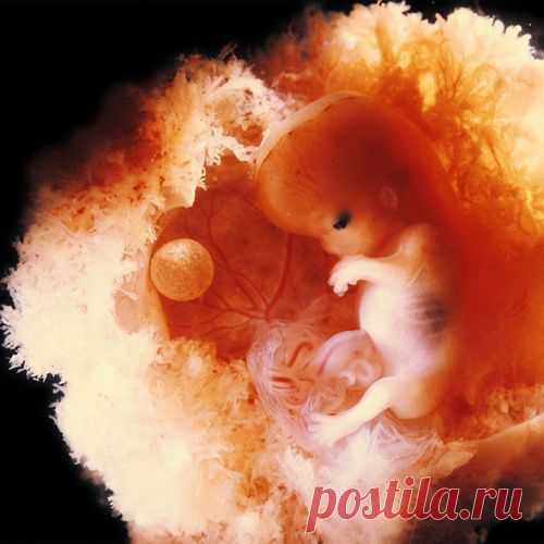 Уникальные снимки: рождение новой жизни
