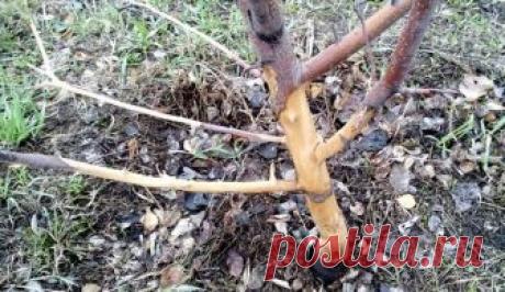 Мыши погрызли яблоню - что делать и как спасти дерево В этой статье поговорим о том, что делать, если мыши погрызли яблоню. Вопрос, который по прошествию зимы, встает перед многими садоводами и является важным.