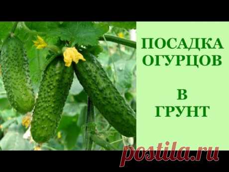 Семена огурцов. Посадка в грунт. Как защитить огурцы от медведки.