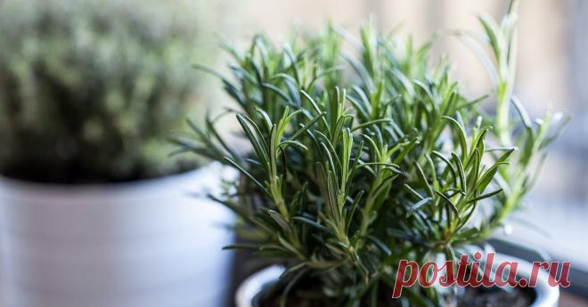 Как вырастить розмарин из магазинной веточки Можно ли вырастить в домашних условиях розмарин из веточки, купленной в магазине? Пытливый экспериментатор выяснил, что можно!
