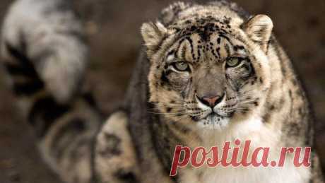 Снежный барс может совершать прыжки до 6 метров в длину и 2,5-3 метров в высоту. Он без страха ходит по скальным карнизам над пропастью и со снайперской точностью нападает на свою добычу.