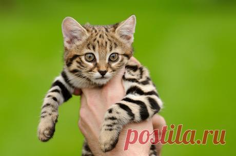 Черноногая кошка (Felis nigripes) | Терри Уиттакер Фотография