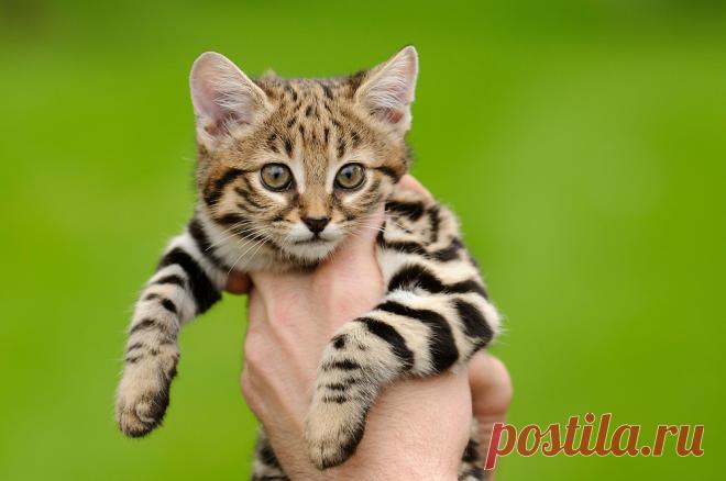 Черноногая кошка (Felis nigripes) | Терри Уиттакер Фотография