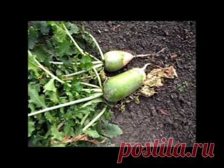 Уборка редьки зеленой МАРГЕЛАНСКОЙ