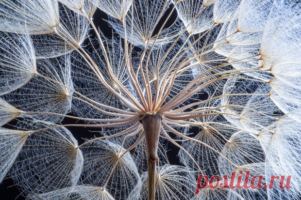 Макросъемка: 17 фото цветов вблизи, которые вас удивят