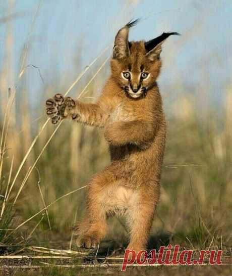 Танцуют все!