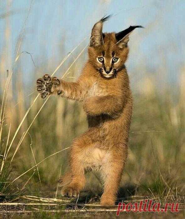 Танцуют все!