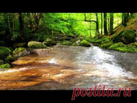 Relaxing Sounds of Water Stream 60mins (The Sounds of Nature)
