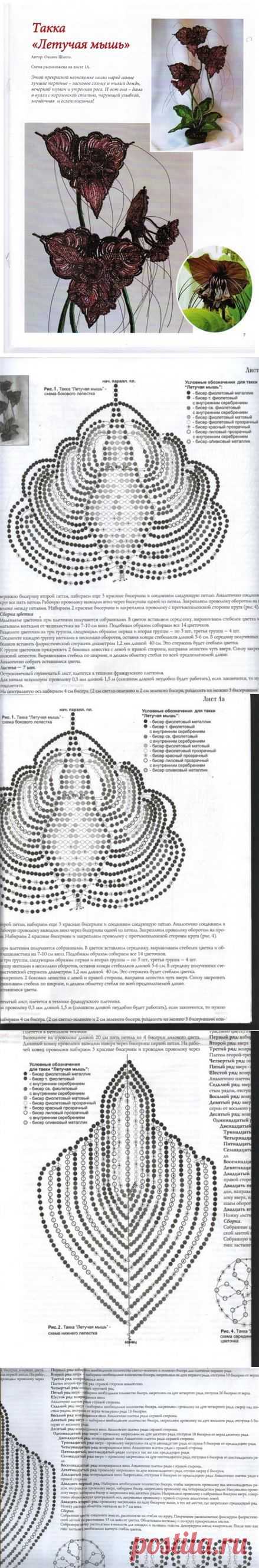 ТАККА "ЛЕТУЧАЯ МЫШЬ" - SARCHIK.RU Всё для вас и Вашей семьи (женский журнал) |  SARCHIK.RU Всё для вас и Вашей семьи (женский журнал)