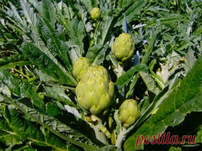 А у вас на грядках растет уникальный артишок?