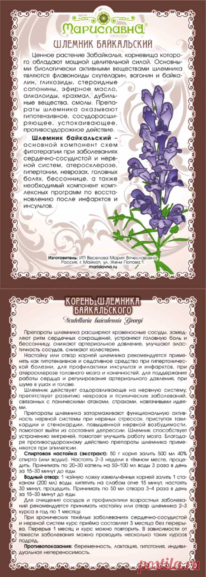 Шлемник байкальский