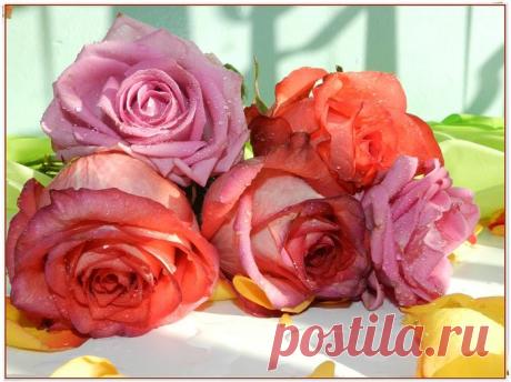 Сентябрьские розы!.