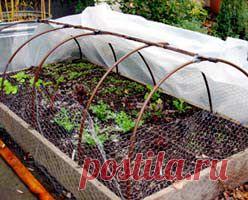 Томат (Помидор) | Индасад.ру