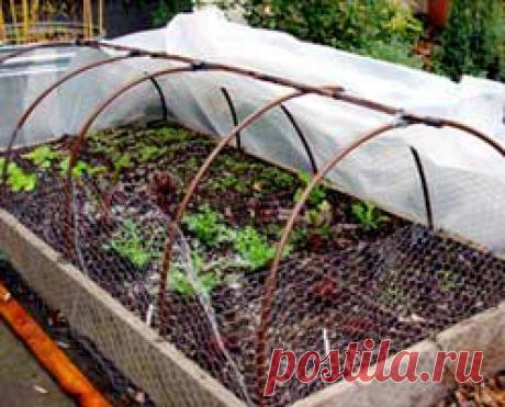 Томат (Помидор) | Индасад.ру