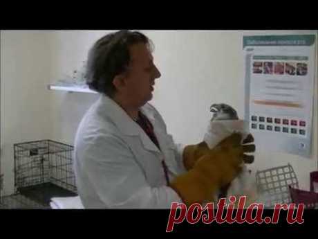Лечение птиц. На приеме Ястреб тетеревятник.Accipiter gentilis - YouTube