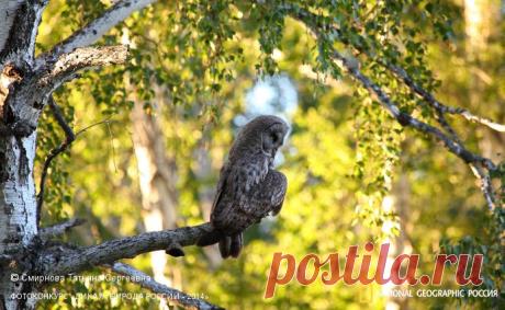 Фотоконкурс «Дикая природа России - 2014» | Страница 2