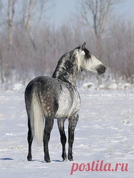 красавец