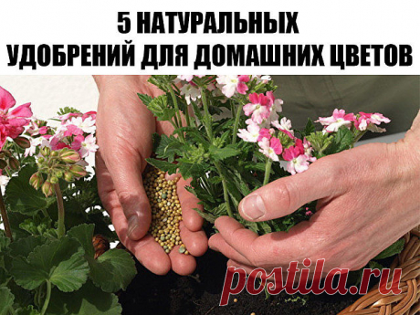 5 Натуральных удобрений для домашних цветов

Моя бабушка Лидия Михайловна – заядлый цветовод. Все подруги в голос твердят – «Лида ты не в квартире живешь, а в ботаническом саду!».
Спросила я как то: – «Бабуля какими чудо-удобрениями поливаешь цветочки, что они у тебя так растут?»
На что бабушка мне ответила: - «Что ты милая, какие чудо-удобрения, никакой покупной химии. Все проще простого. Есть несколько продуктов из которых выходят замечательные удобрения:
1.) Подкормка р...
