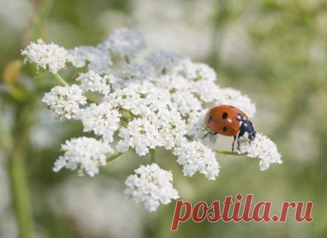 Растения-помощники / Домоседы