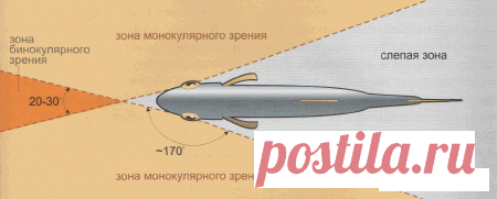 Видит ли рыба леску