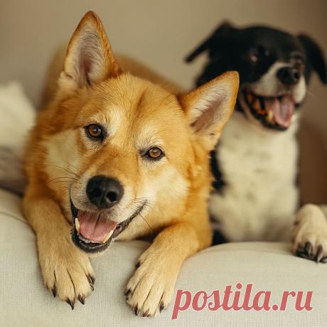 Две сестры - OGADANIE.RU