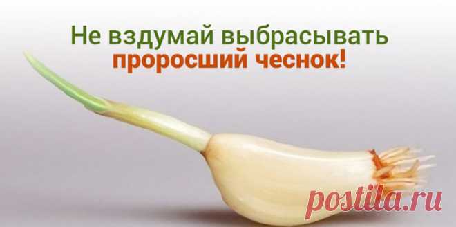 Польза проросшего чеснока. Этому средству нет цены