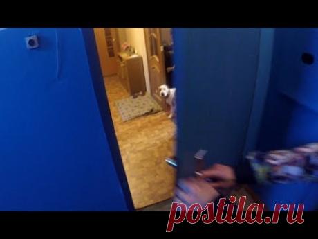 Страх одиночества(как помочь собаке оставаться дома одной)