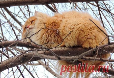 Необычная колония рыжих под Барнаулом.